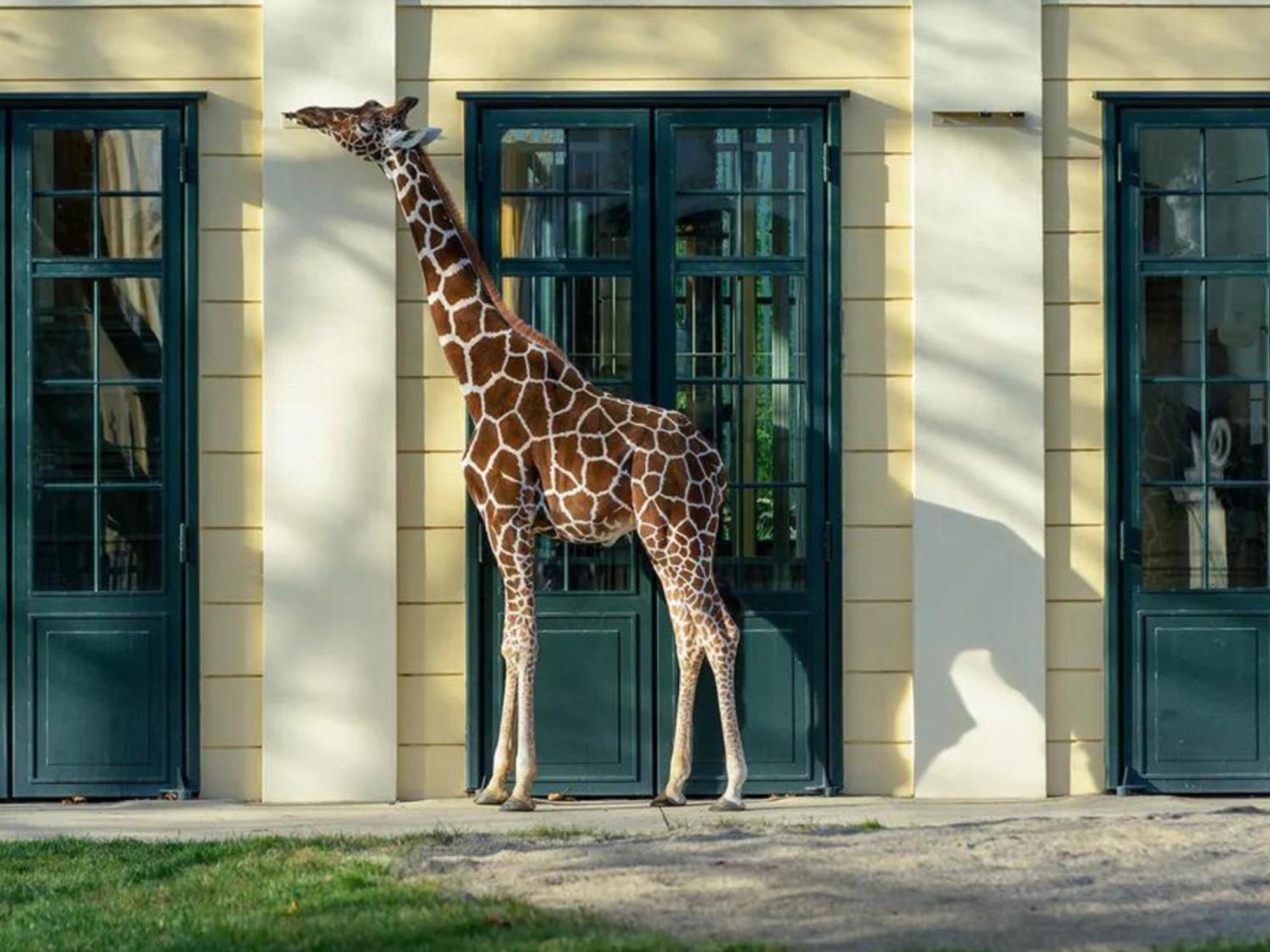 Kaiser Lodge - Rooftop Pool & Underground Car Park By Alpenluxus Appartements فيينا المظهر الخارجي الصورة